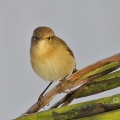 Canary Island Chiffchaff (Phylloscopus canariensis) Alan Prowse